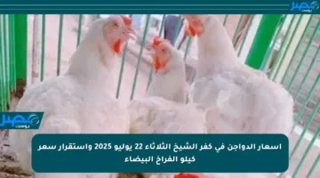 أسعار الدواجن في كفر الشيخ الثلاثاء 22 يوليو 2025 واستقرار سعر كيلو الفراخ البيضاء